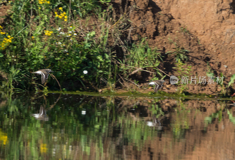 两种常见矶鹞(Actitis hypoleucos)